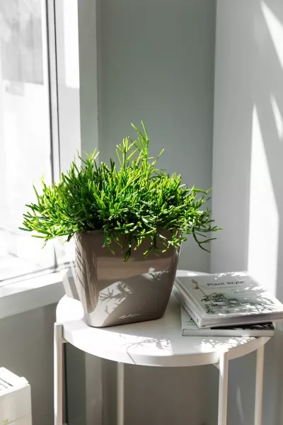 Рипсалис подвесной 17/30 см