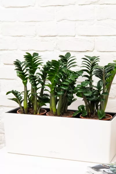 Замиокулькас Зензи в BALCONERA COLOR 50