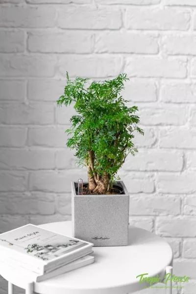 Полисциас в CANTO STONE 14