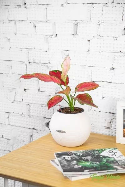 Аглаонема Корал Ред 12/40 см