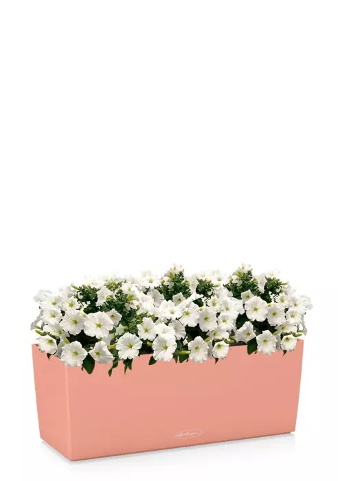 Петуния Белая в BALCONERA 50, коралловый