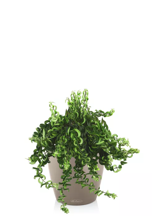 Эсхинантус в CLASSICO COLOR 21 Песочно-коричневый