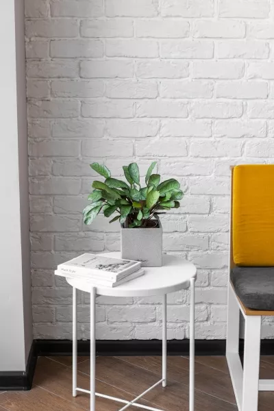 Ктенанта Амагрис в CANTO STONE 14