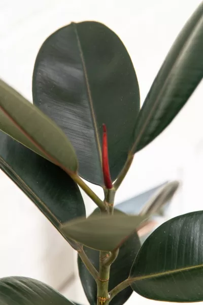 Фикус Эластика Абиджан 14/45 см