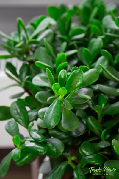 Крассула Овата 17/40 см