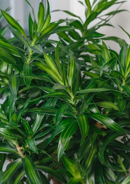 Драцена Песнь Ямайке 27/90 см в LAMELA Finezja 40x40