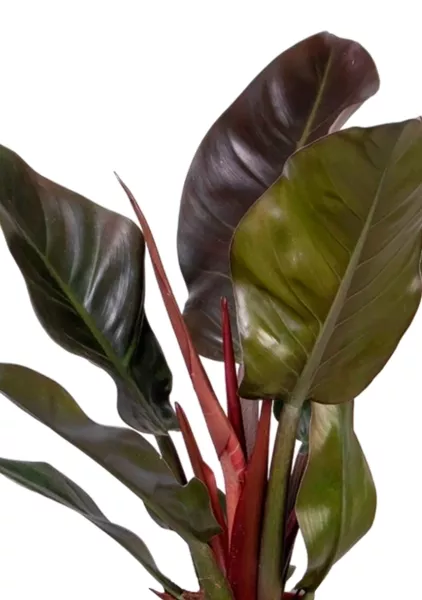 Филодендрон Империал Ред 15/40 см в CLASSICO COLOR 18
