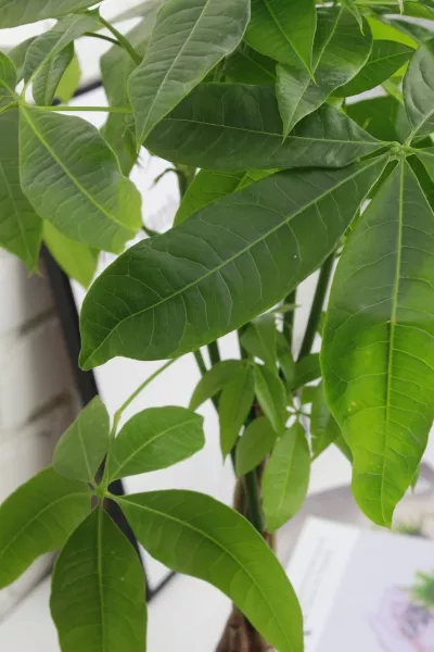 Пахира Акватика косичка 14/50 см