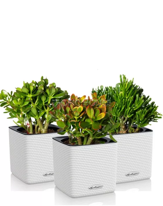 Набор "Денежные деревья" CUBE 14/25 см, белый (3 шт.)