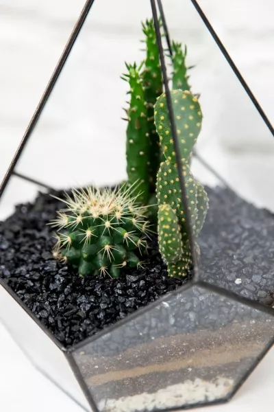 Флорариум-капля с мини-кактусами