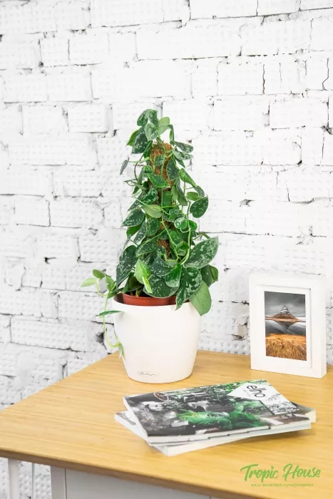 Сциндапсус Пиктус на опоре 15/50 см