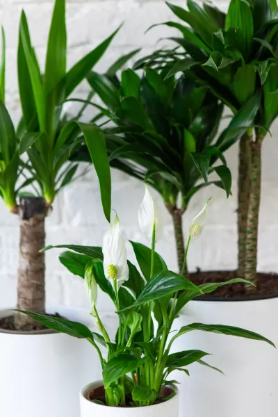 Набор для озеленения офиса № 2 (Юкка, Драцена Компакта 3 ствола, Спатифиллум)