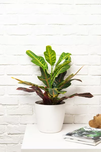 Кротон (Кодиеум) Экселент 17/50 см