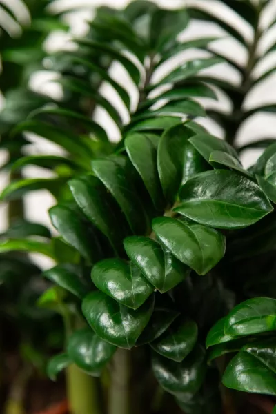 Замиокулькас Зензи в BALCONERA COLOR 50