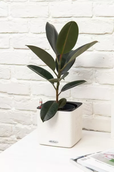 Фикус Эластика Абиджан 14/45 см