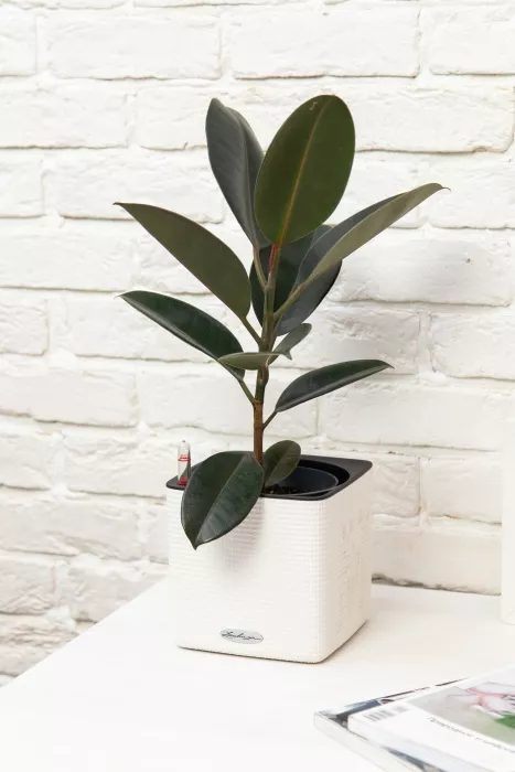 Фикус Эластика Абиджан 14/45 см