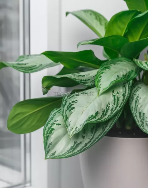 Аглаонема Сильвер Бей в CLASSICO COLOR 28