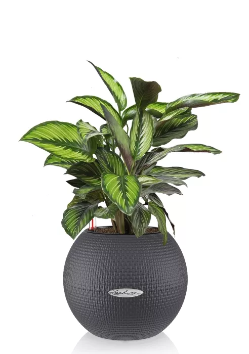 Калатея Принцепс в PURO 20, серый
