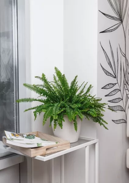 Нефролепис в CLASSICO 21