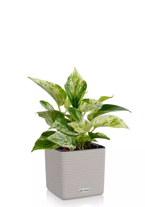 Сциндапсус Марбл Квин в CUBE COLOR 14 Песочно-коричневый