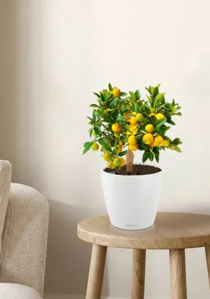 Цитрус Каламондин в CLASSICO Color 21