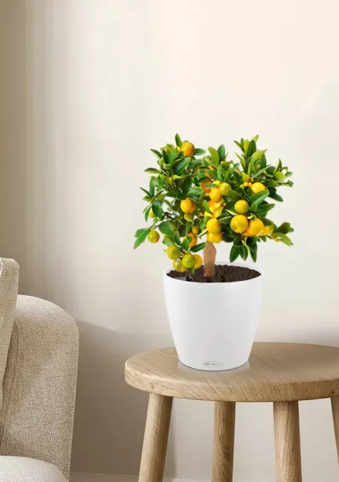 Цитрус Каламондин в CLASSICO Color 21