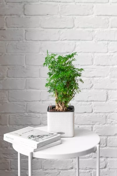 Полисциас в CUBE COLOR 14