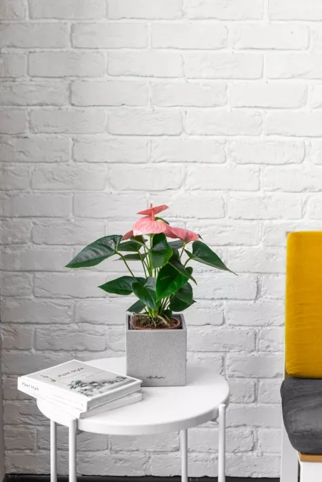 Антуриум розовый в CANTO STONE 14