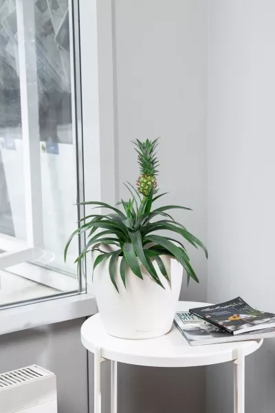 Ананас 15/50 см в CLASSICO 21