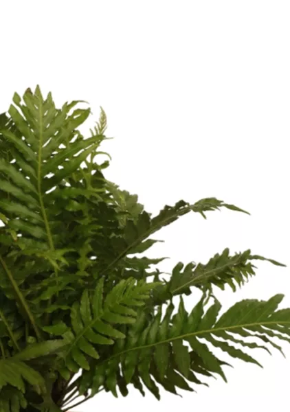 Блехнум 12/30 см в CANTO STONE 14