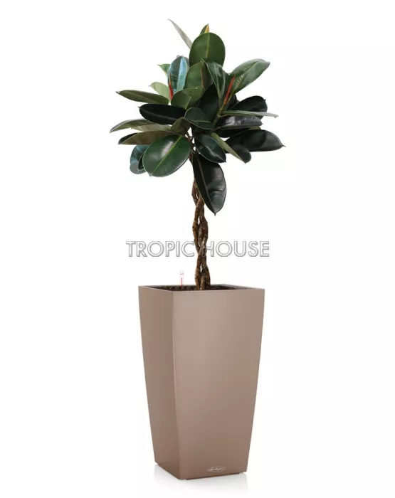 Фикус Эластика Бургунди СUBICO COLOR 30/130 см Песочно-коричневый