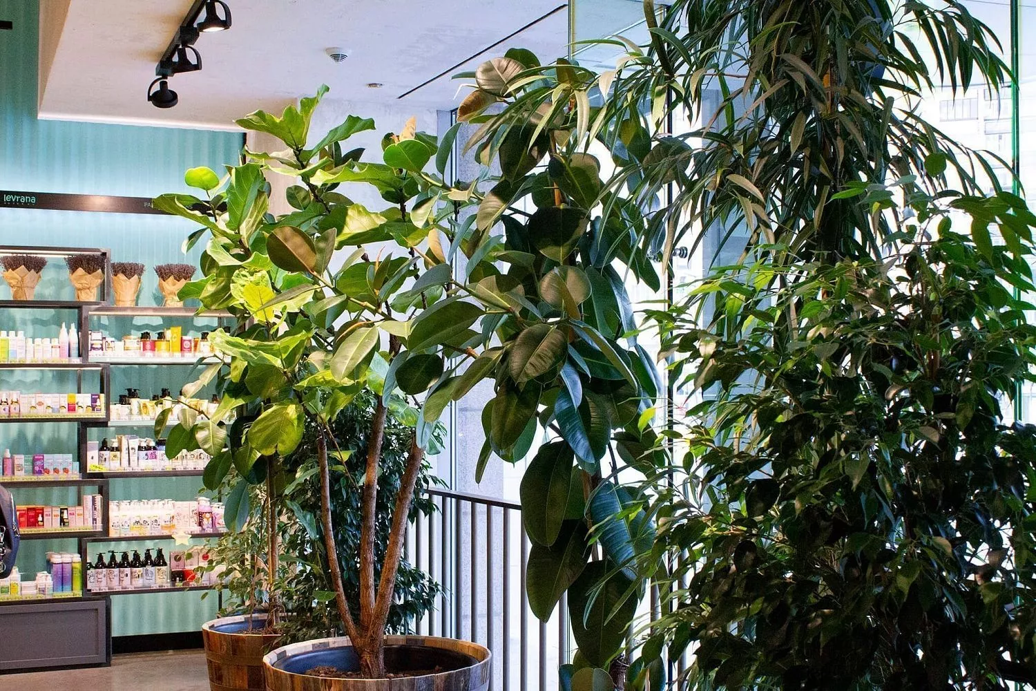 Золотое Яблоко