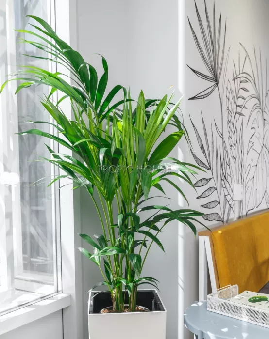 Ховея 24/130 см в CUBICO 30