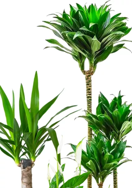 Набор для озеленения офиса № 2 (Юкка, Драцена Компакта 3 ствола, Спатифиллум)