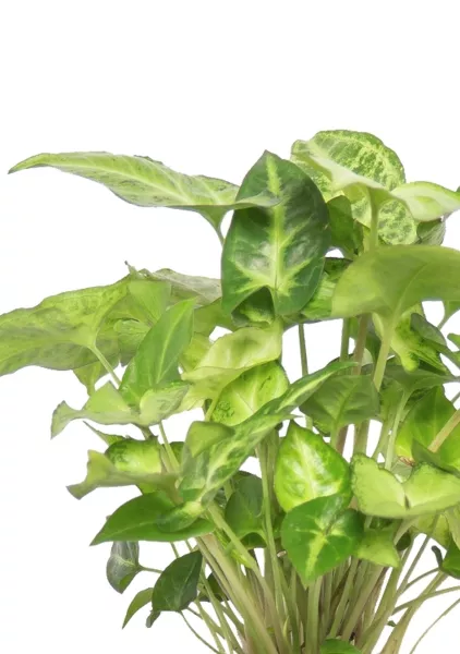 Сингониум 12/40 см