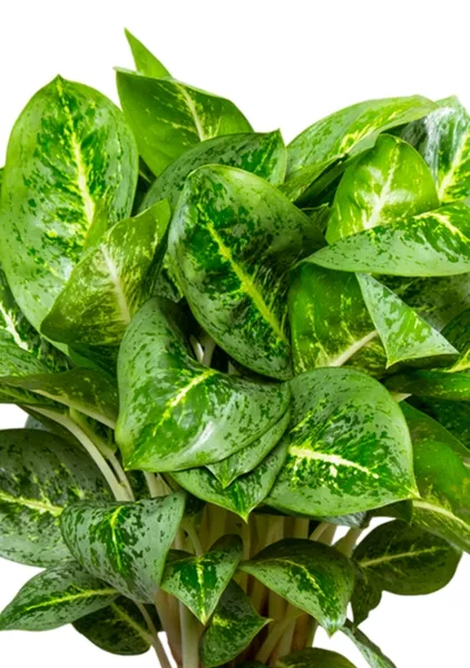 Аглаонема Лемон Минт 19/50 см в CLASSICO COLOR 28