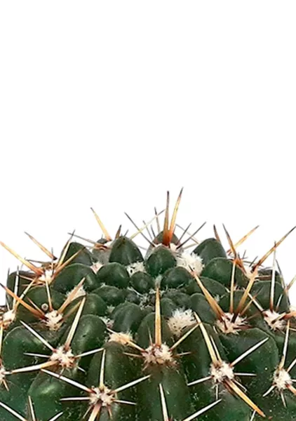 Кактус Нотокактус Субмаммулозус 10/20 см в MINI CUBI