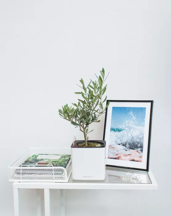 Олива в CUBE GLOSSY 14