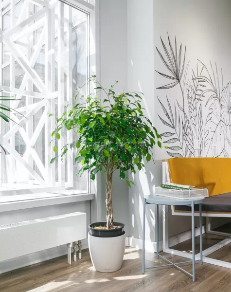 Фикус Экзотика косичка в CLASSICO 35