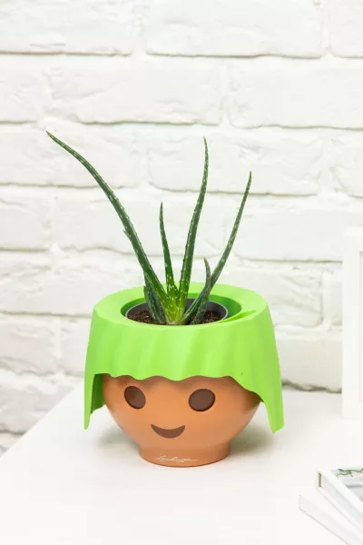 Алоэ Вера в OJO