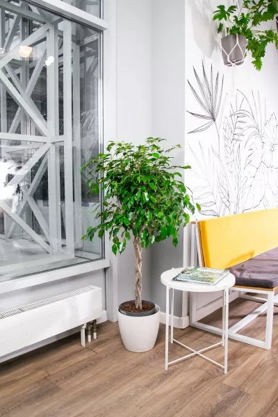 Фикус Экзотика переплетенный 23/110 см