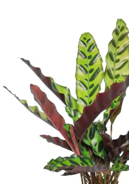 Калатея Лансифолия 12/30 см в ARIA 14 jumper