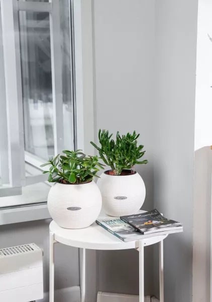 "Набор для рабочего стола" Крассула в PURO 20