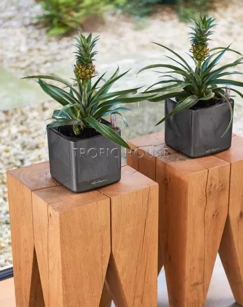 Кашпо LECHUZA CUBE Glossy 14х13.5 см