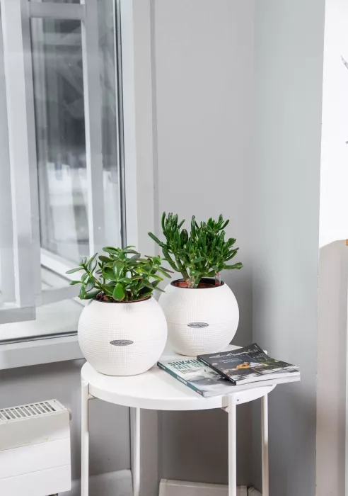 "Набор для рабочего стола" Крассула в PURO 20