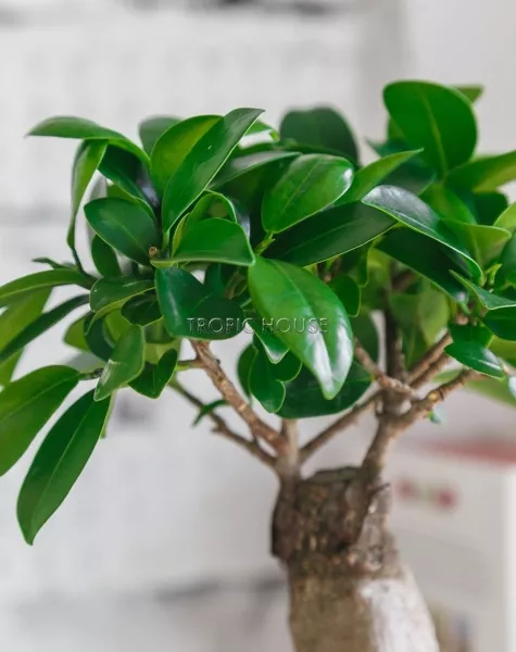 Фикус Микрокарпа 12/30 см в LAMELA MAGNOLIA fi 135