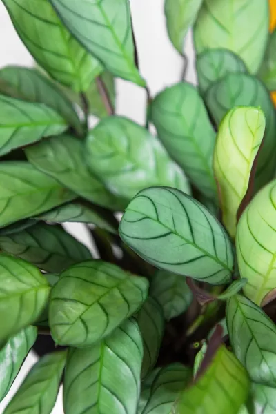 Ктенанта Амагрис 12/30 см