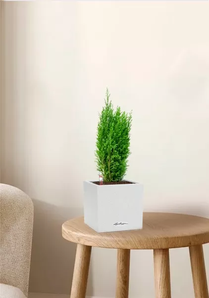 Кипарисовик микс 9 см в CANTO STONE 14