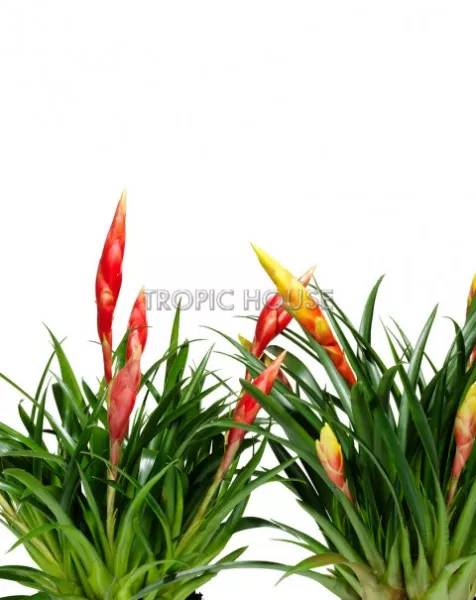 Тропический микс в Cottage 50