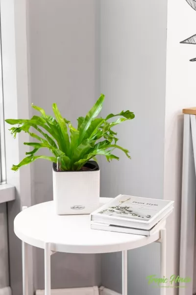 Асплениум Нидус Крисси 12/30